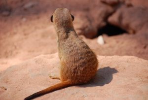 瞑想中に考えることと無心になること、それぞれの特徴と効果を理解し、自分に最適な瞑想法を選びましょう