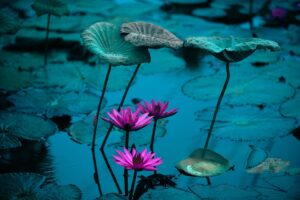 Q&A：エゴを瞑想で観察し手放す過程でよくある疑問